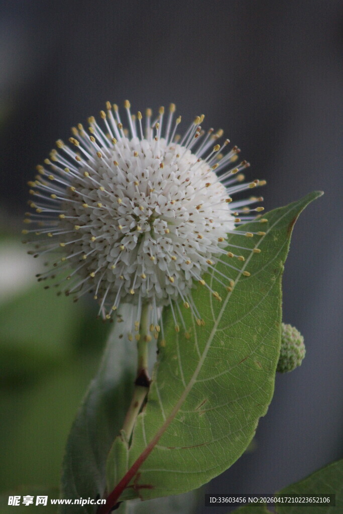 白色绒球花朵特写