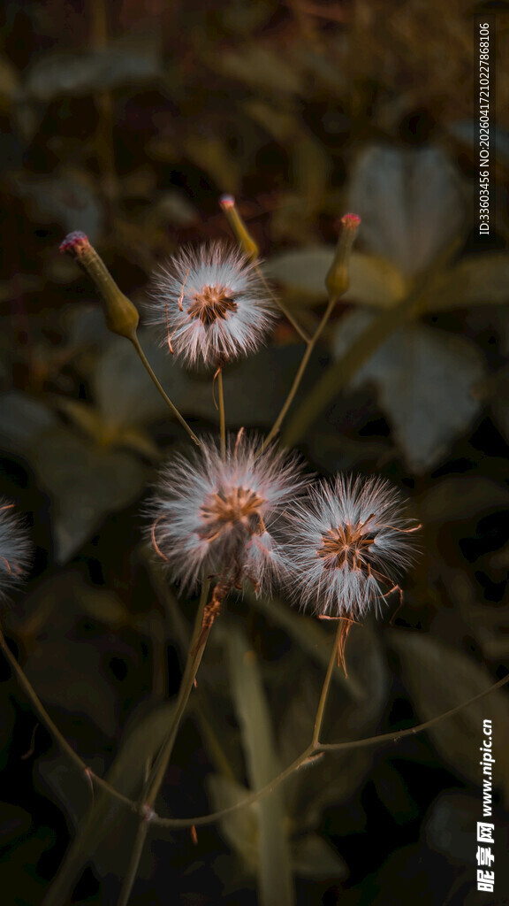精致毛球小花特写