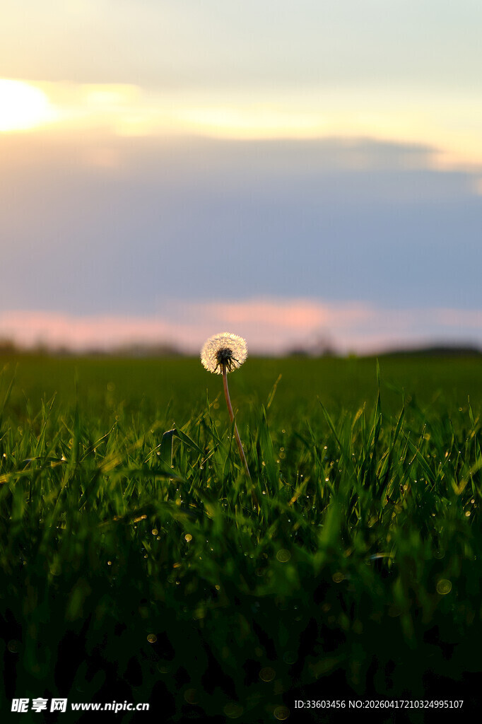 夕阳下草地上的足球