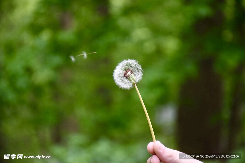手擎蒲公英