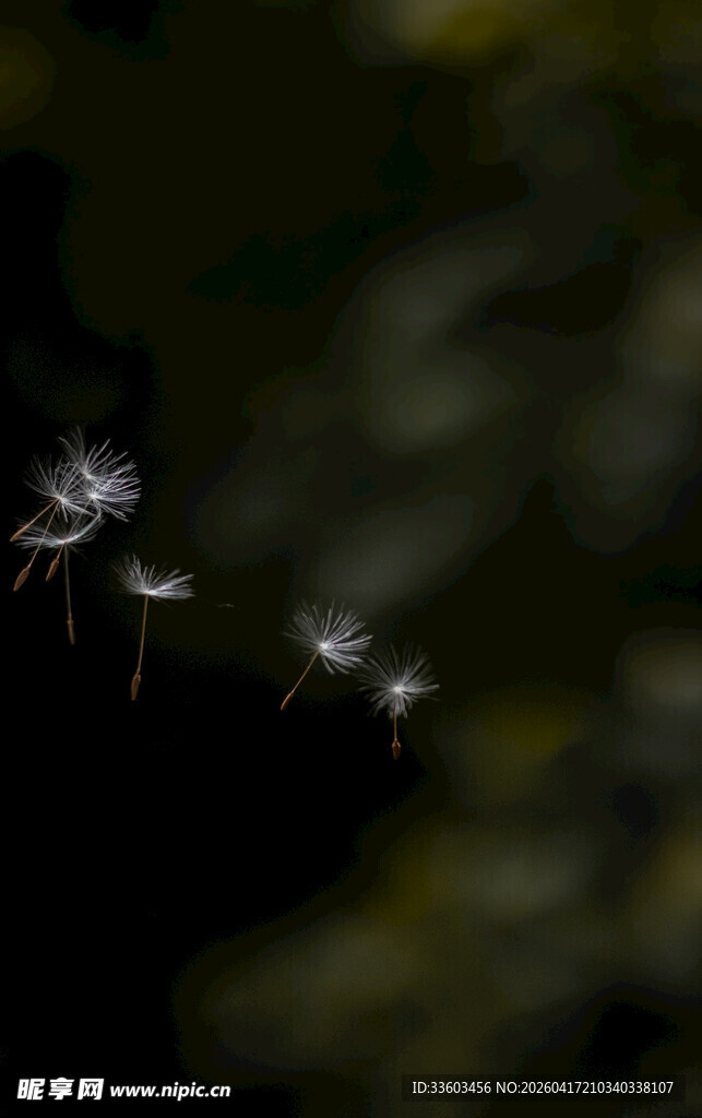 夜中绽放的梦幻蒲公英