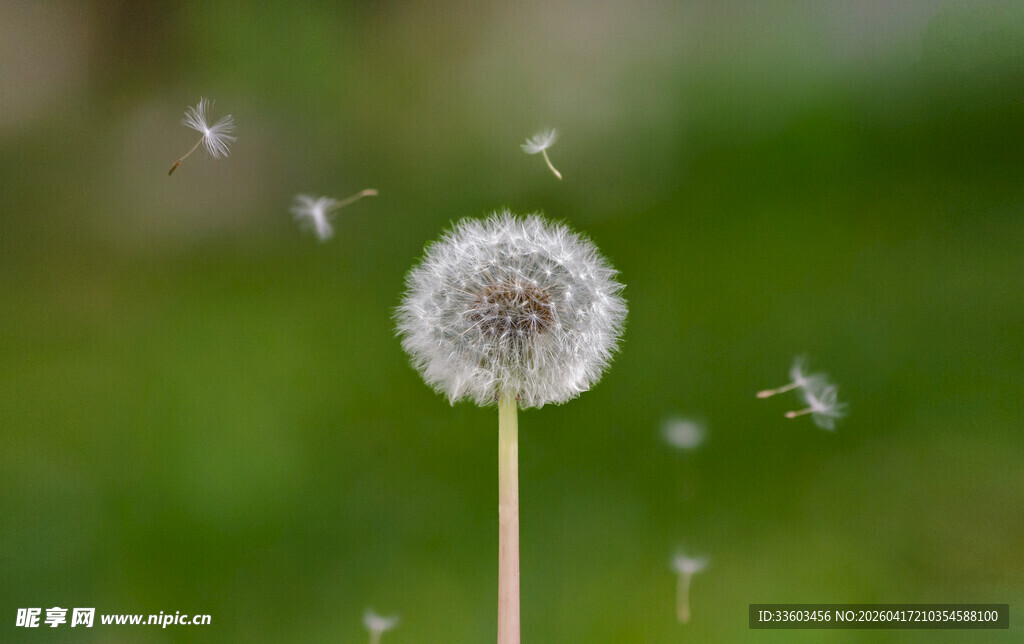 蒲公英种子轻盈飞舞瞬间