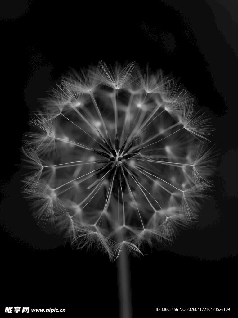 黑白蒲公英特写