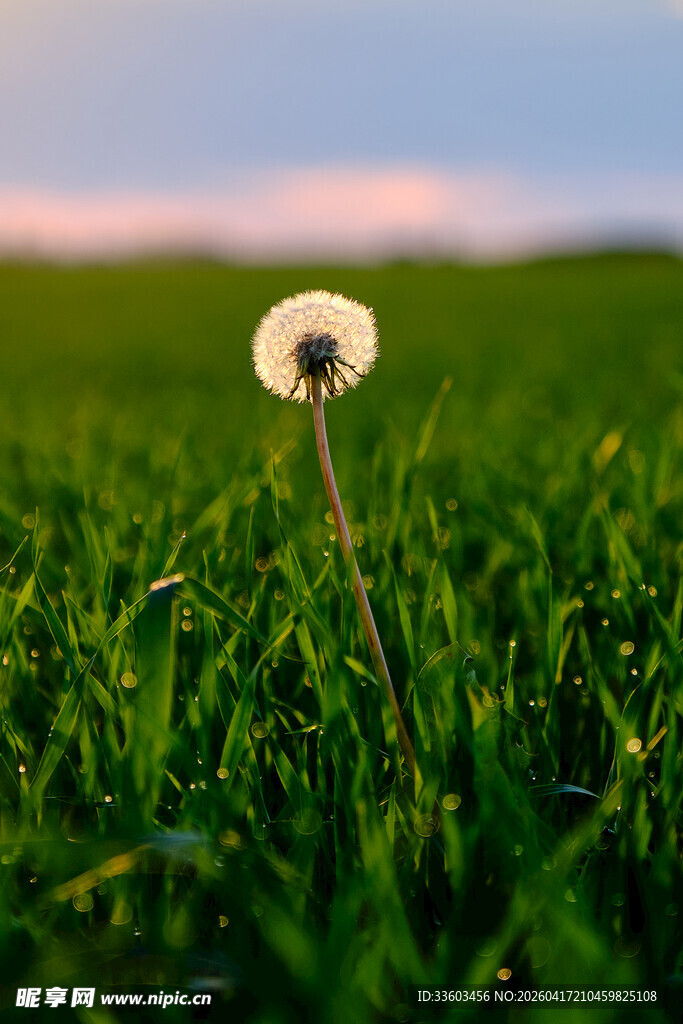 田野中的孤独蒲公英