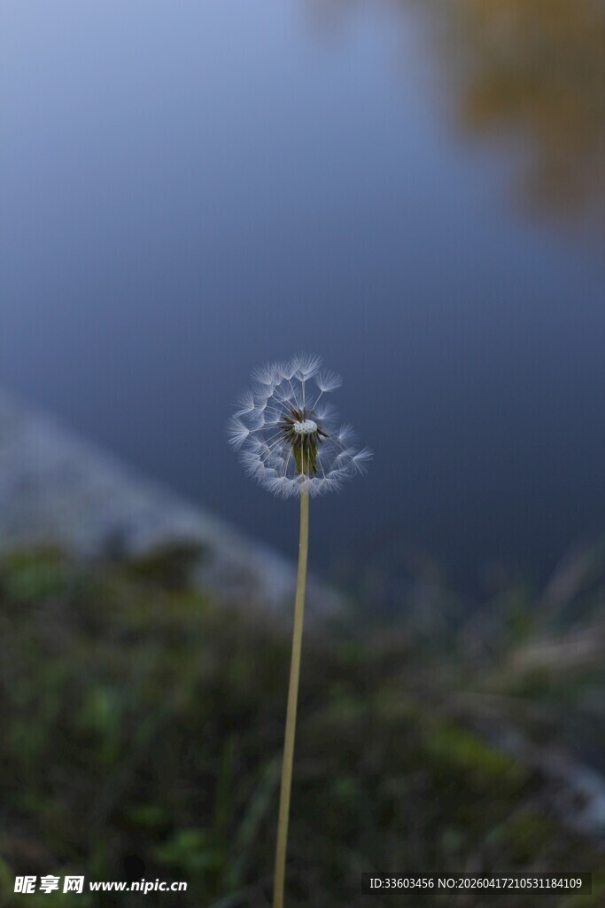 水边蒲公英特写