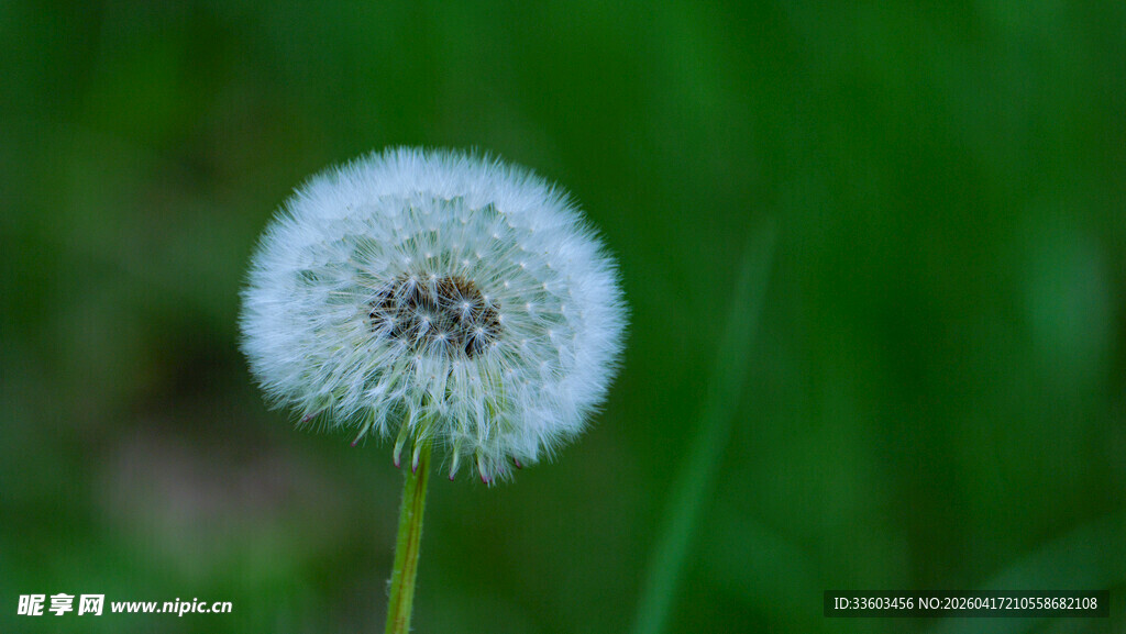 白色蒲公英特写