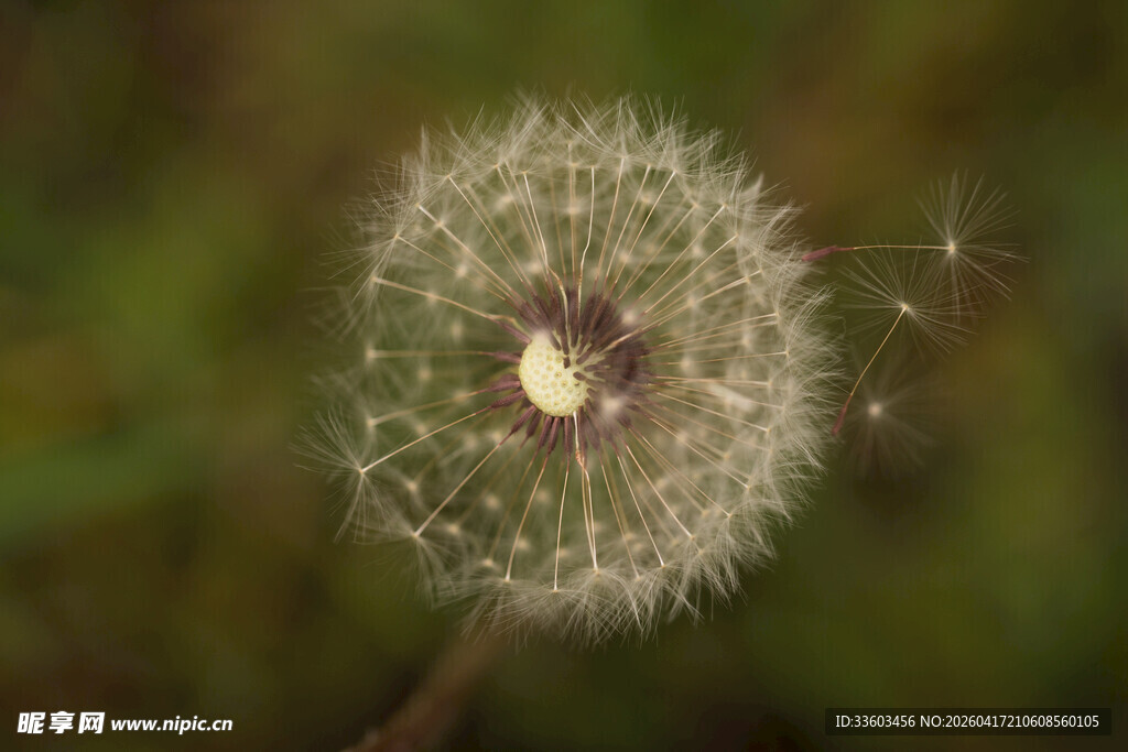 蒲公英特写
