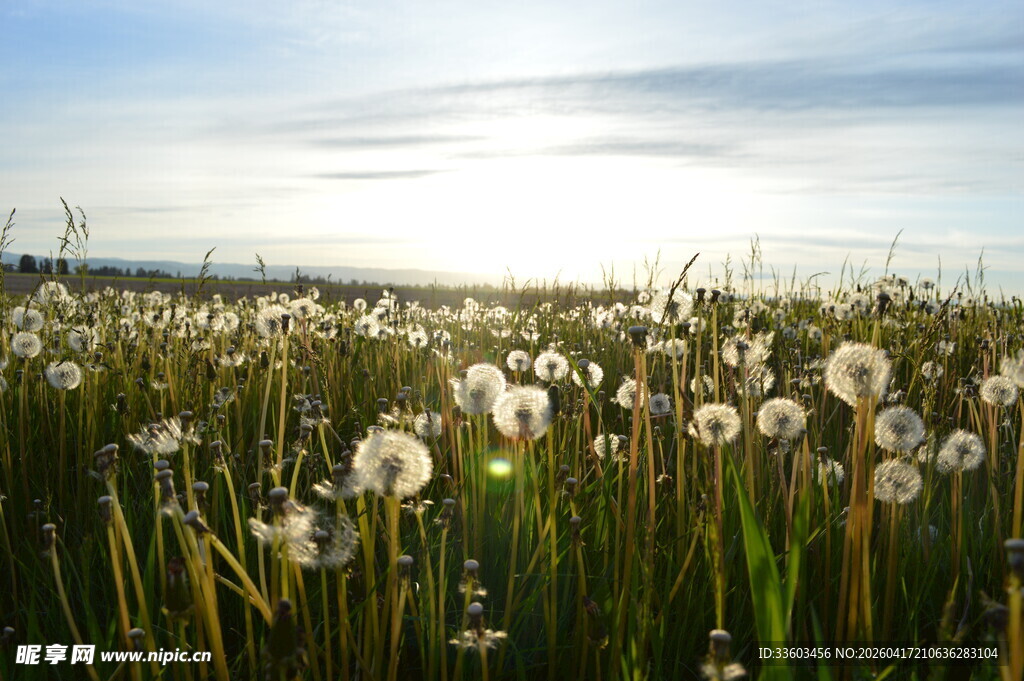 阳光下的蒲公英花海