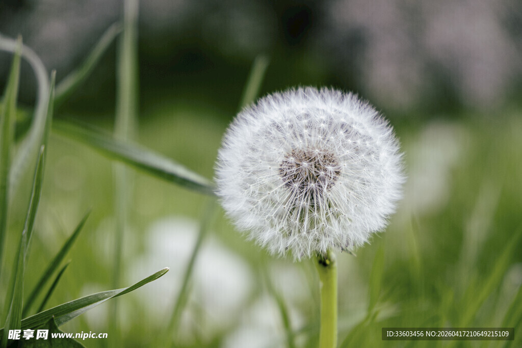 草地上的蒲公英