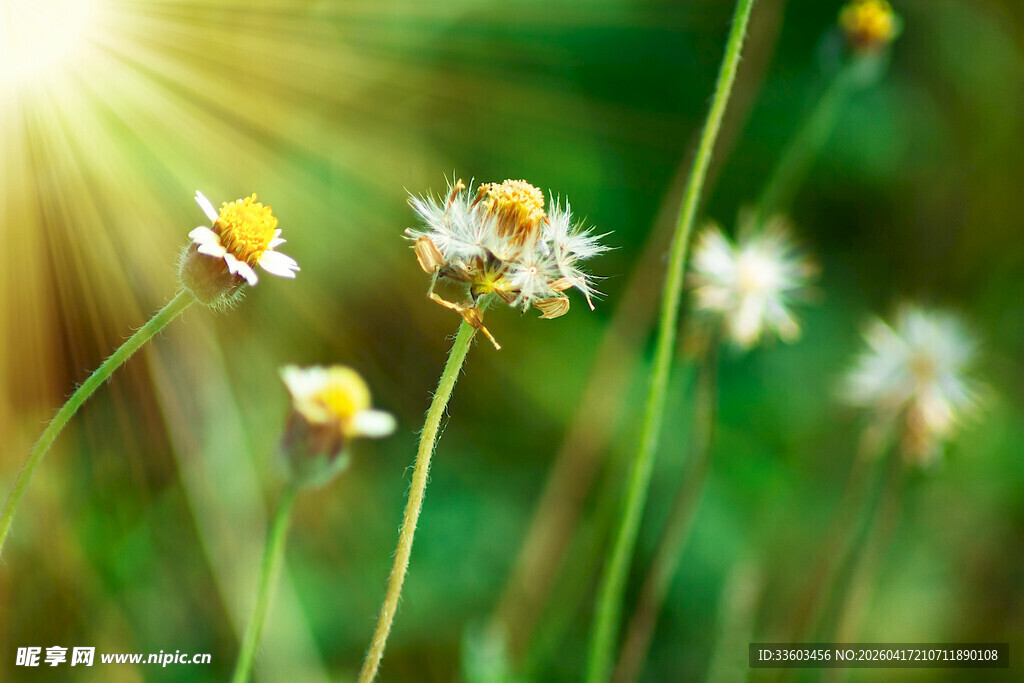 阳光下的清新小雏菊