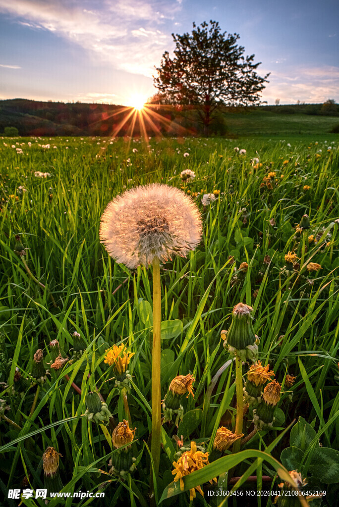 夕阳下的蒲公英田园美景