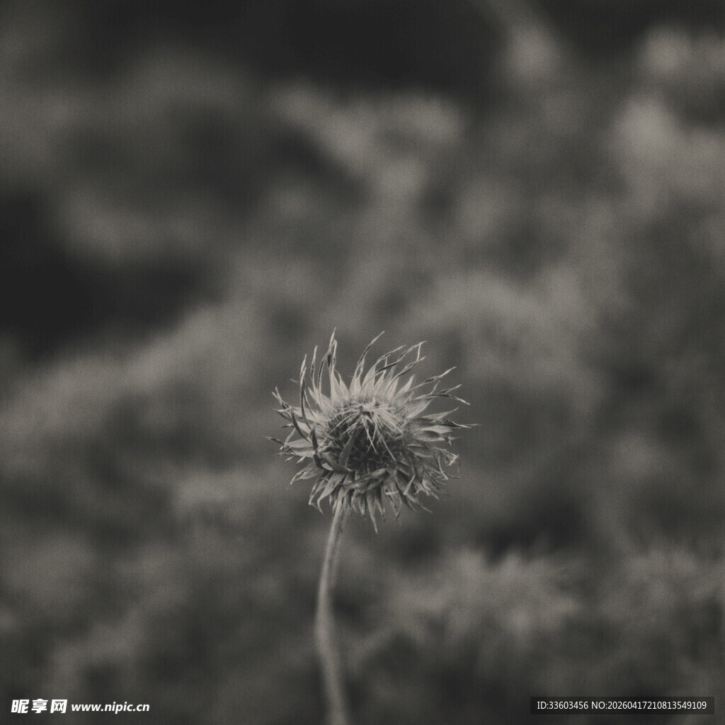 单株蒲公英的黑白特写