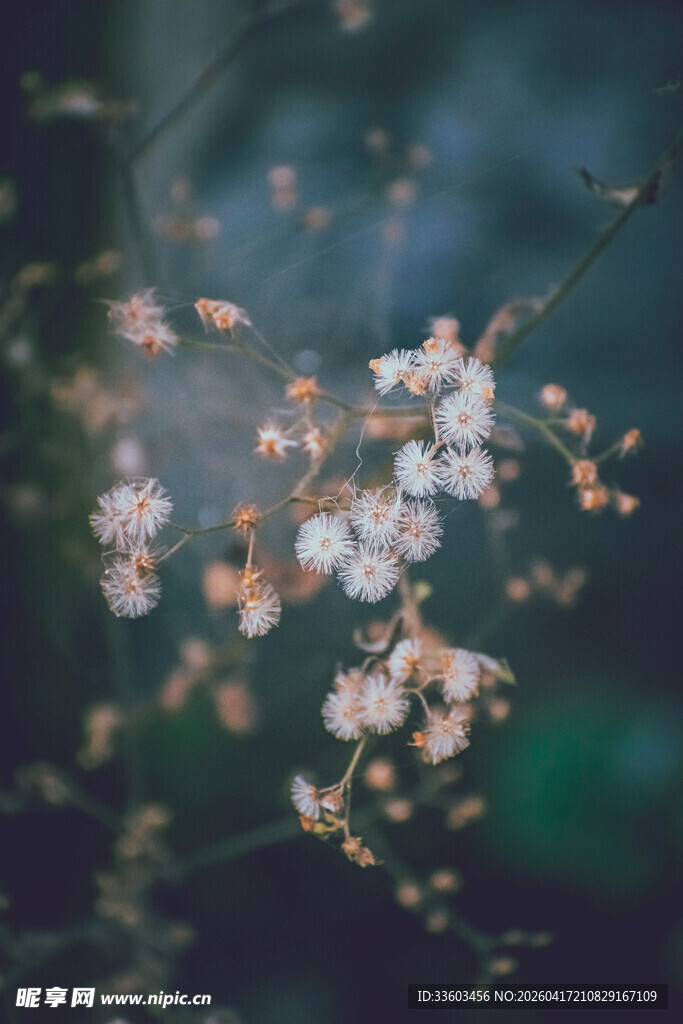 唯美绽放的细碎小白花