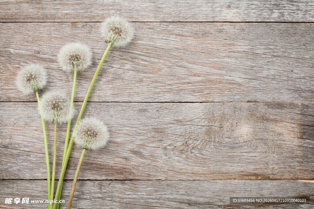 木质背景上的蒲公英小花
