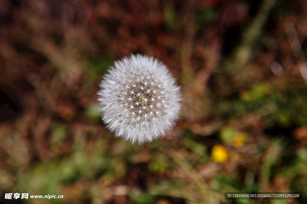 白色蒲公英特写