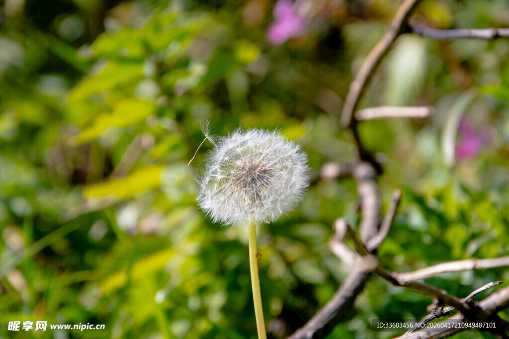 阳光下的蒲公英