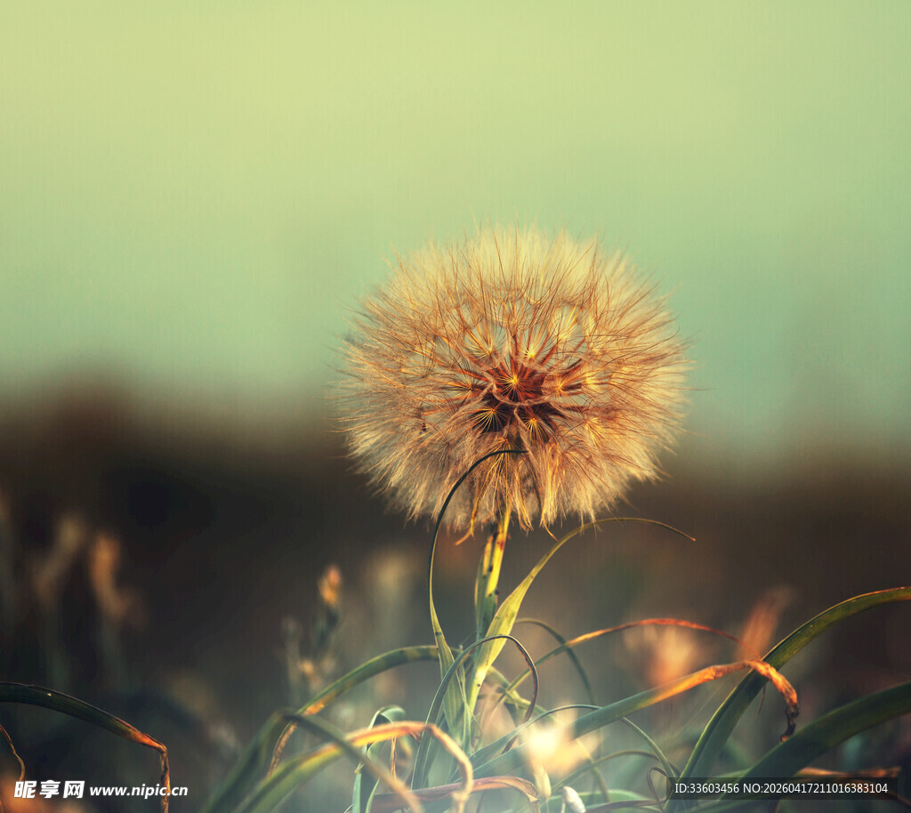 阳光下的蒲公英