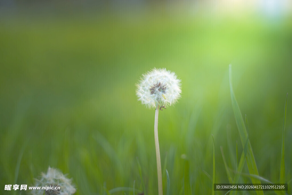 草地上的蒲公英