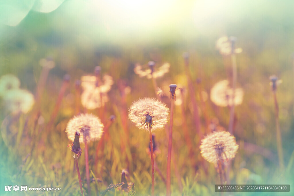 阳光下的蒲公英花海