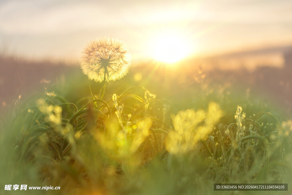 夕阳下的蒲公英与绿植