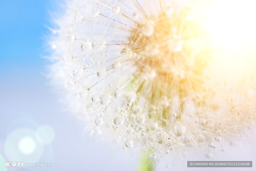 阳光下的蒲公英