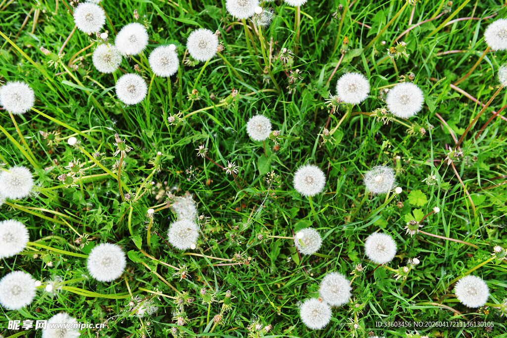 绿草间的白色小花