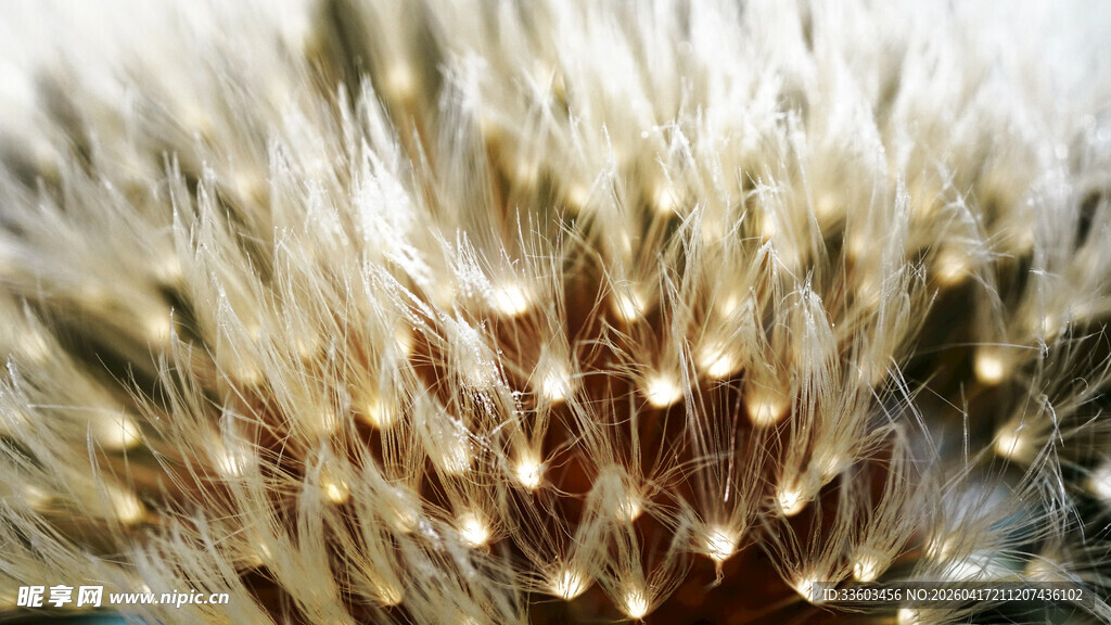 蒲公英种子特写