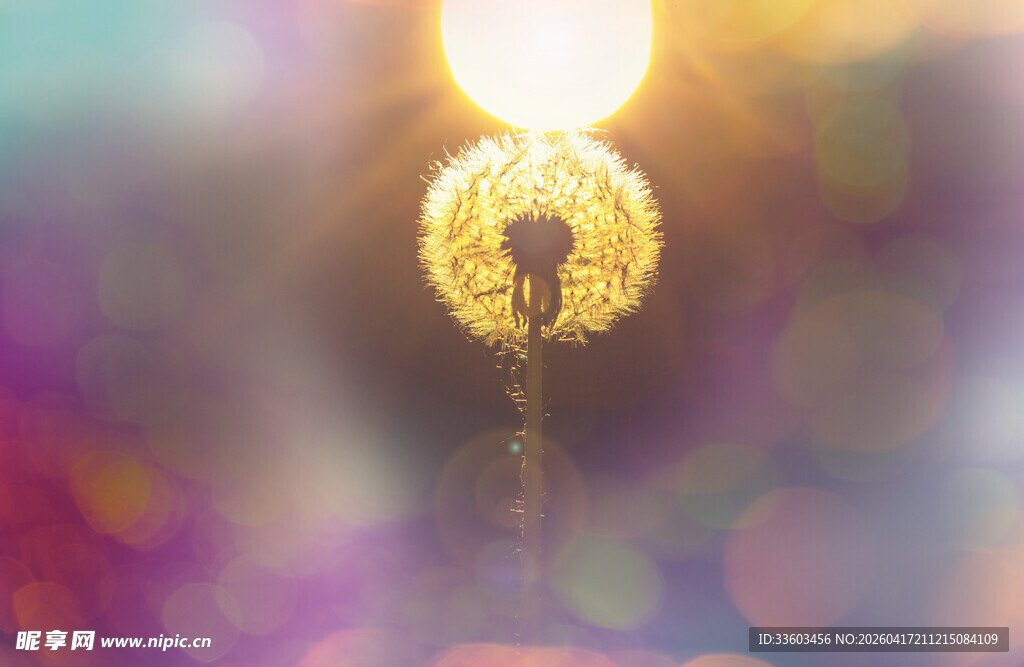 阳光下的梦幻蒲公英