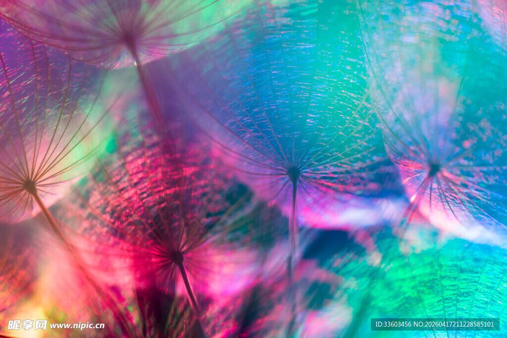 梦幻色彩蒲公英微观景象