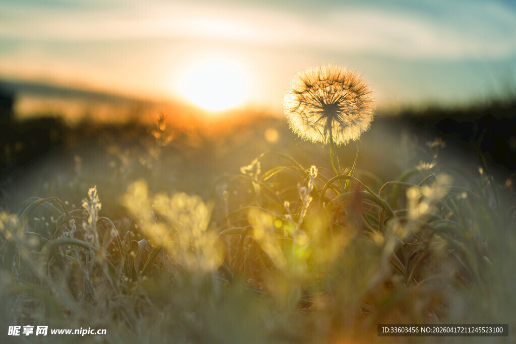 夕阳下的蒲公英美景