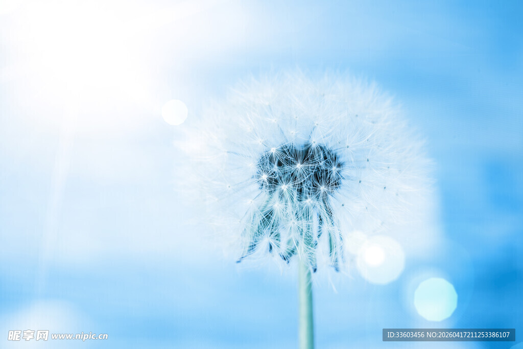 蓝天下的蒲公英