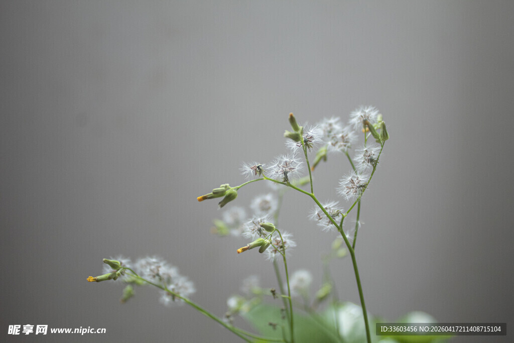 清新白色小花特写
