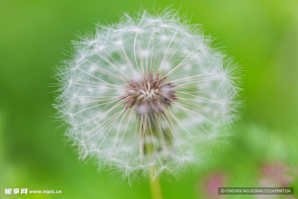 蒲公英特写