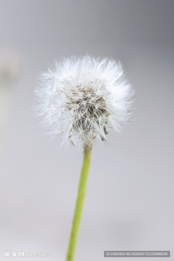 单株蒲公英特写