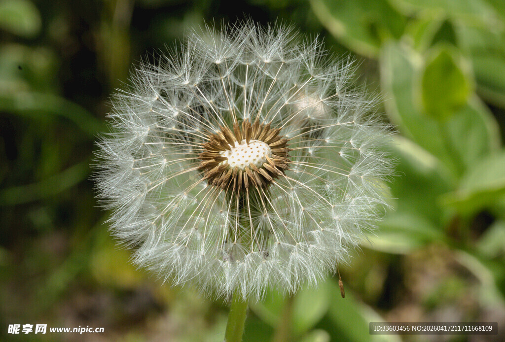 蒲公英特写