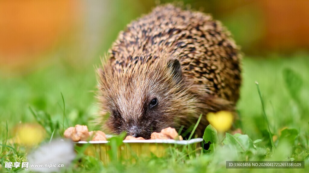 草地上进食的可爱小刺猬