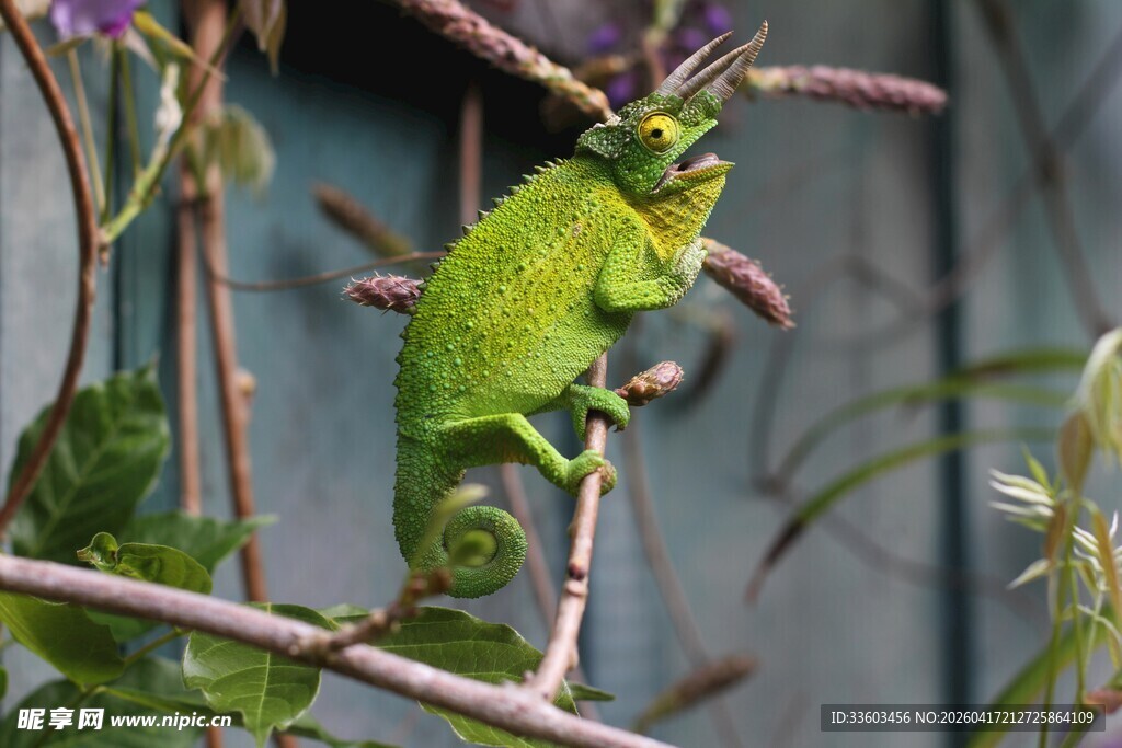 枝头的绿色变色龙