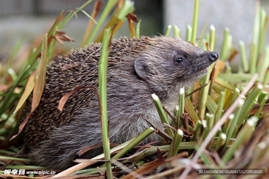 草丛中的小刺猬