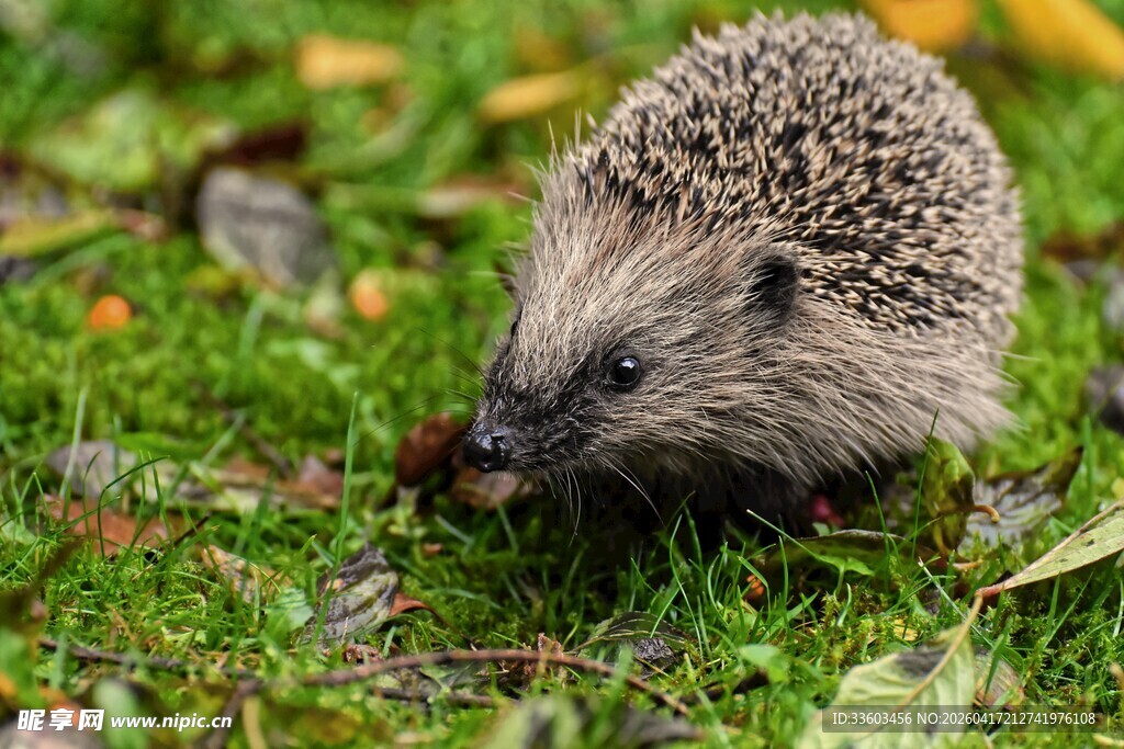 草地上的小刺猬