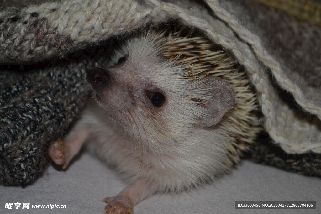 躲在织物里的可爱小刺猬