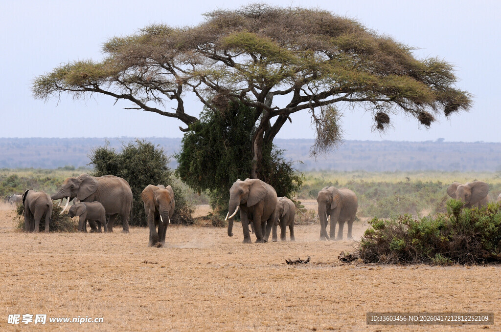 树下群象漫步草原
