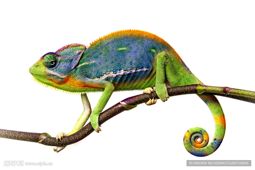 树枝上的多彩变色龙