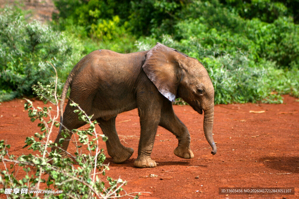 行走在红土地的小象