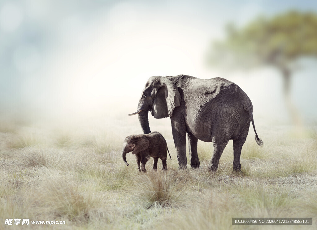 大象母子漫步草原