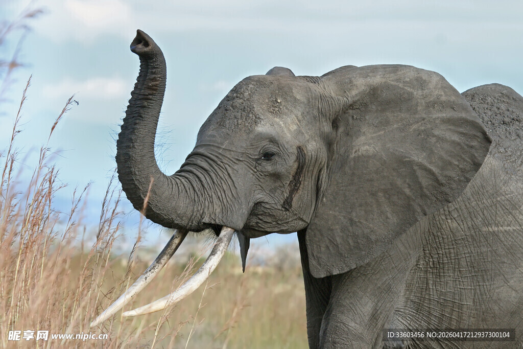 草原上的大象扬起长鼻
