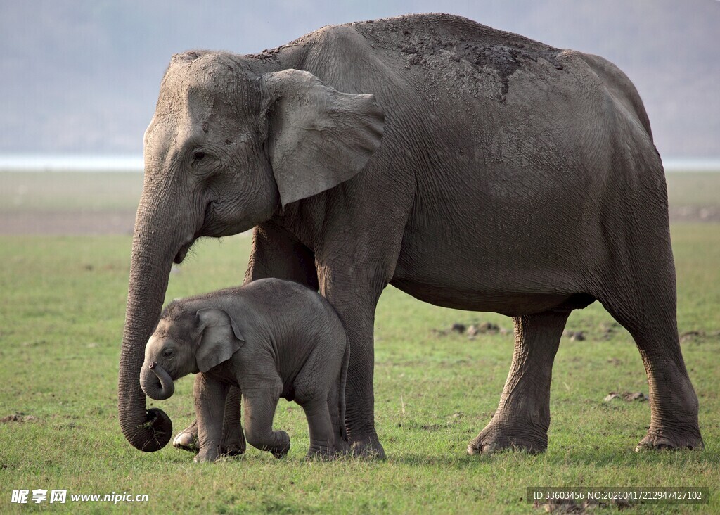 大象母子漫步草原
