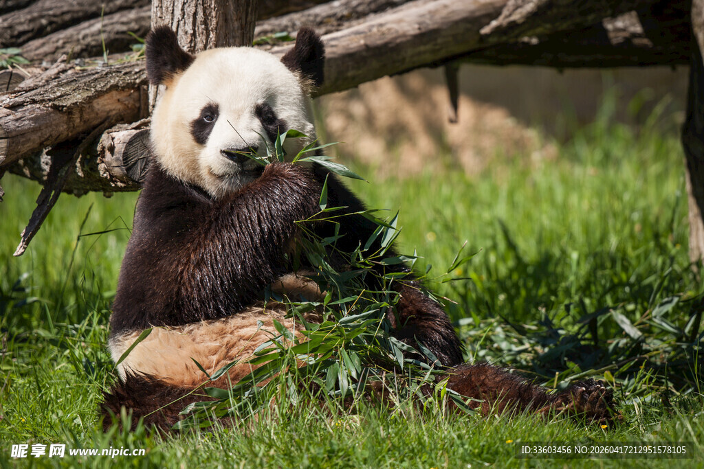 熊猫坐草地享用鲜嫩竹子