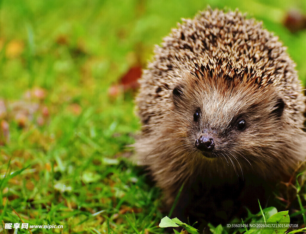 草地上的可爱小刺猬
