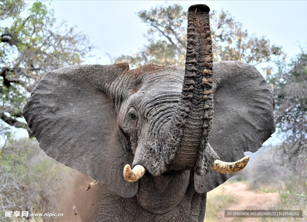 大象扬起长鼻于野外