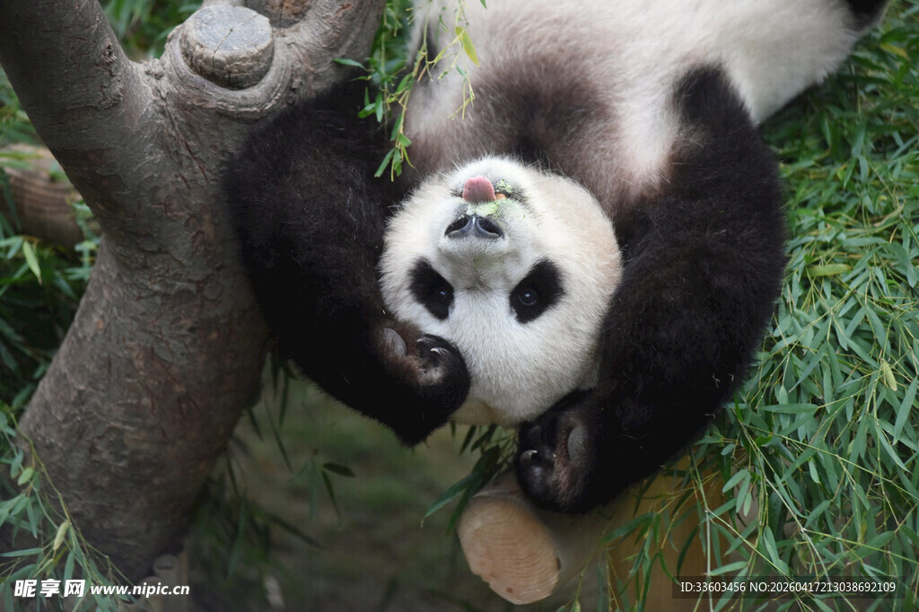 憨态熊猫倒挂树枝玩耍